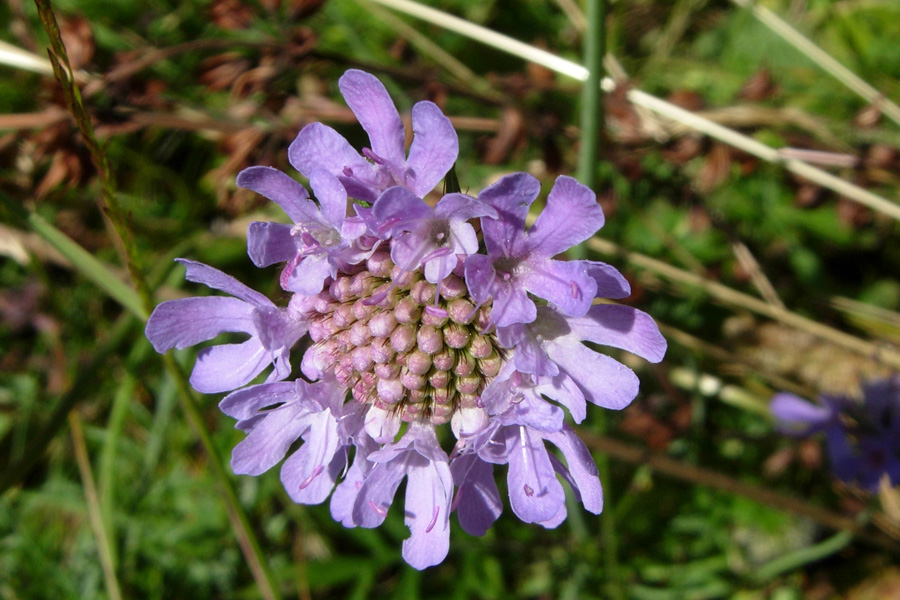 Scabiosa lucida / Vedovina alpestre